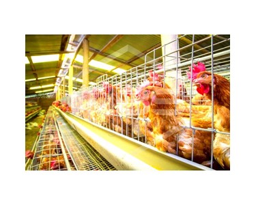 Wheatbelt Steel - Poultry Sheds