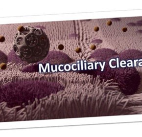 How Does Mucociliary Clearance Work – Mucus Clearance and Removal How Does Mucociliary Clearance Work – Mucus Clearance and Removal