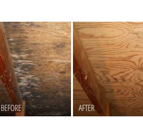 Mold Remediation Case Study