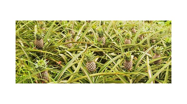 Pineapples at Del Monte Philippines Inc.
