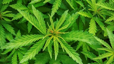 Medicinal cannabis takes big steps forward in Victoria