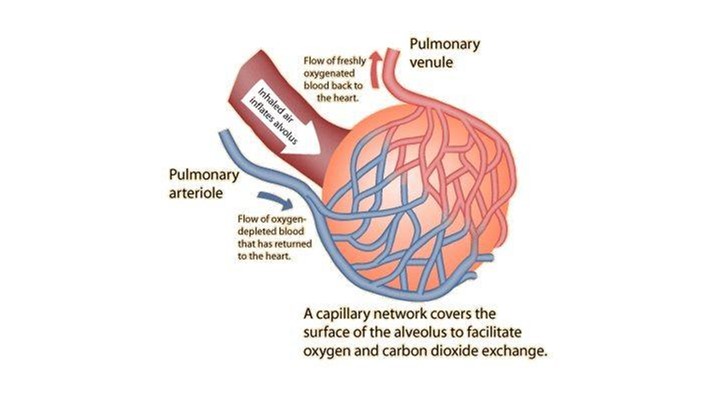 Alveoli Gas Exchange