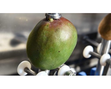 PND Fruit Processing Machinery - Mango And Kiwi Peeling Machine | PL4M PL6M PL8M