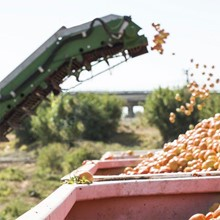 Mandarin Picking Machine