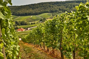 Total wine grape production has increased by three per cent (to 1.6 million tonnes) since 2010.