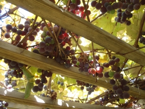 Researchers hope they will arm winegrowers with a new, natural weapon to defend their vines against both pests while reducing the amount of herbicide and fungicides used on the grapes.