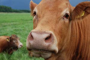 "We are working on training packages which — when completed — can then be delivered to animal welfare officers throughout the supply chain such as in a feedlot or abattoir or trucking company."
