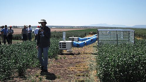 An international research team is hoping to develop crops capable of withstanding heatwaves.