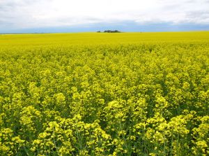Diamondback moth has caused major problems for the Australian canola industry.