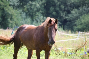 Tesco recently took out full-page newspaper ads to apologise for unwanted horsemeat in some of its hamburgers.