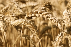 The aim of the genome project is to tailor wheat breeding to what Asian markets want and stake Australia's reputation as an exceptionally reliable and desirable producer.