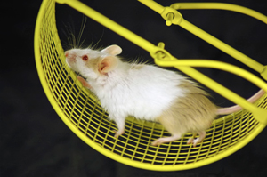 Mice, unlike humans, pick up the motivation to exercise.