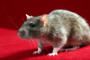 Rats and mice are most prevalent in the colder months as they seek refuge indoors, looking for both shelter and food.