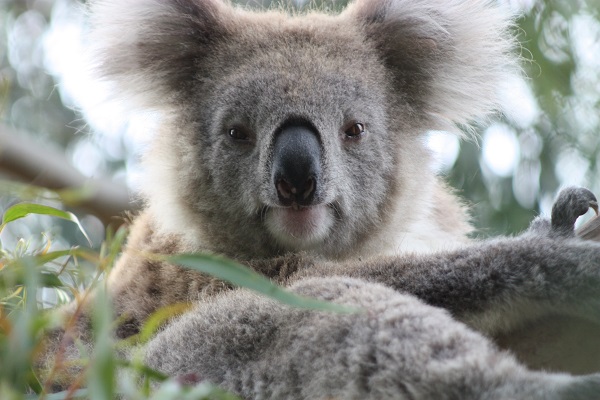 The humble koala may be the new indicator of whether mine site rehabilitation is deemed a success.