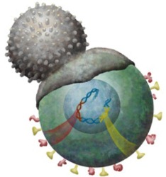 T cells engulf and digest cells displaying markers (or antigens) for retroviruses, such as HIV. Image provided by Kristy Whitehouse, science illustrator via NIGMS.