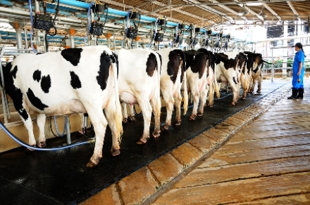 "Dairy processors are looking for ways to manage future risks."