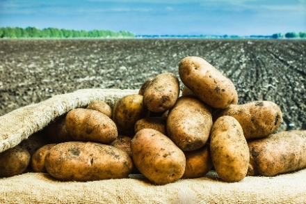 A wide range of potato production issues will be discussed.