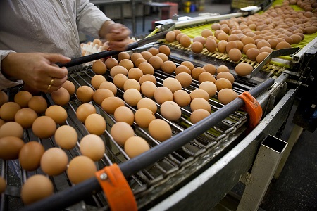 There are significant costs associated with the shift towards free-range eggs, according to industry analyst IBISWorld.