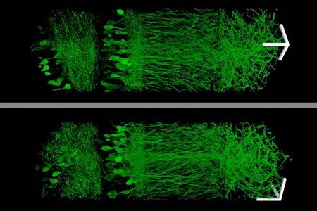 Using a new enlarging technique, scientists created these images of neurons in the hippocampus. (Image: MIT)