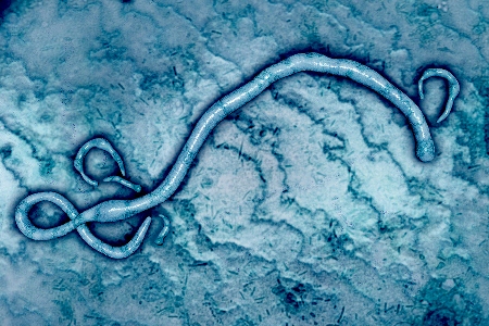 The present Ebola outbreak is the largest known in history