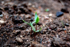 'Most world's seed banks have only enough for a few percent of the areas in need.'