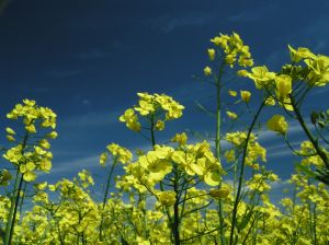 Oilseed rape makes a significant contribution to the agricultural economies of Europe, Australia, Canada, China and India.