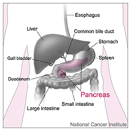 "Liver is the factory of the body - breaking down substances we don't want and making the ones that we do."