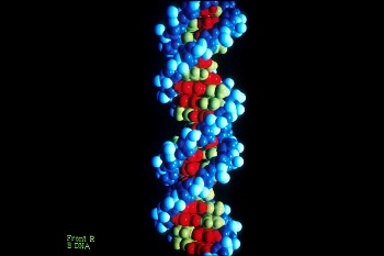 Telomeres occur at the ends of the chromosomes, which contain our genetic code. 