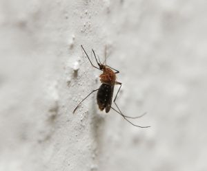 "Malaria is killing more people worldwide than previously thought, but the number of deaths has fallen rapidly as efforts to combat the disease have ramped up."
