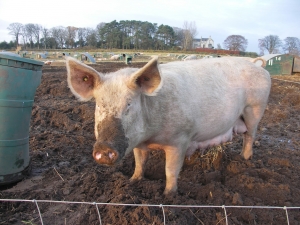 China has 700 million pigs producing some 1.5 million tonnes of waste a year.