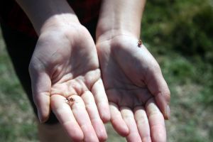 "There is little evidence for the efficacy of treatments for simple insect bites and the symptoms are often self limiting and in many cases, no treatment may be needed."