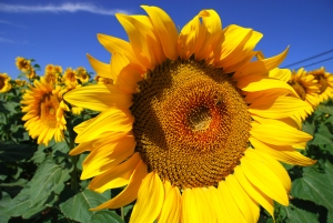 Researchers are looking at ways to soothe the itchy skin problems with tiny proteins called peptides, found in sunflowers.