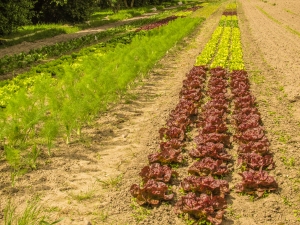 Over the past five years, Australia's organic farming industry has grown at a robust pace.