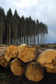 The Forestry Industry Safety Pack is in the final stages of development.