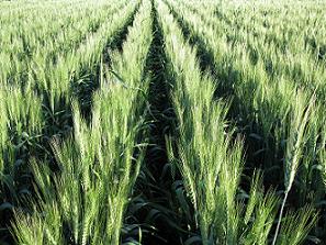 A field of irrigated wheat at Comet in central Queensland. Image by CSIRO.