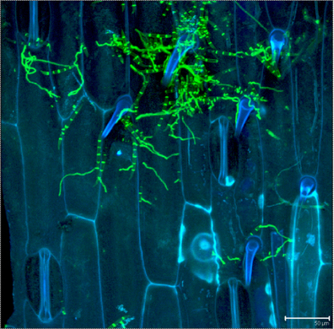 Fusarium growing on wheat stem base. Image by CSIRO.