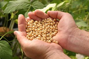 Bunya soybeans are larger than other varieties. Image by CSIRO.