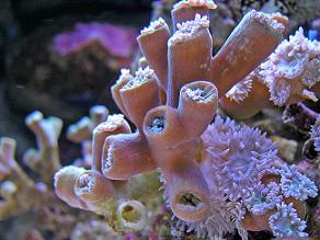 Marine scientists will dive with video cameras to take footage of damaged reef organisms, such as corals and algae.