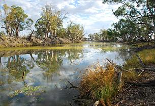River Red Gums on Monoman Creek, Chowilla Floodplain, River Murray. Image by Ian Overton, CSIRO.