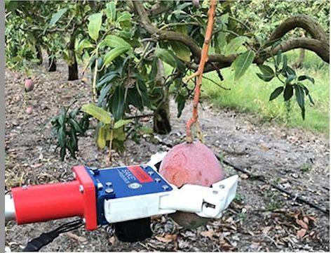 Automatic Mango Picking Machine