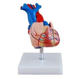 Life Size Heart Model | C-307A