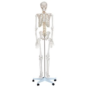 Life Size Skeleton 180cm Tall | XC-101