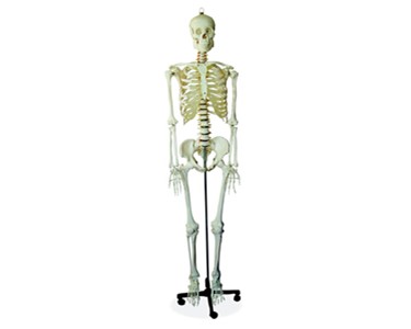 Anatomical Models | Skeleton Models - Human