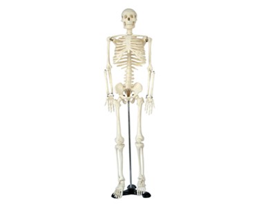 Anatomical Models | Skeleton Models - Human