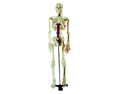 Anatomical Models | Skeleton Models - Human