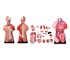 Anatomical Models | Torso Models - Human
