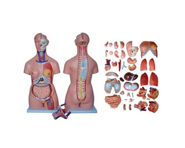 Anatomical Models | Torso Models - Human