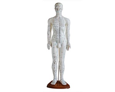 Anatomical Models | Torso Models - Human