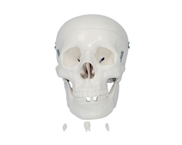 Anatomical Models | Bone & Joint  Models - Human