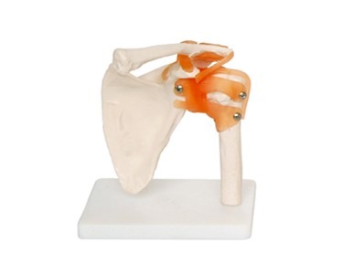 Anatomical Models | Bone & Joint  Models - Human